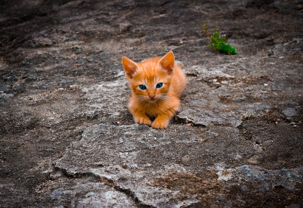 Cat Survival Kit